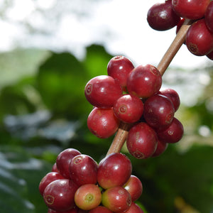 Café Orgánico en Grano de Colombia